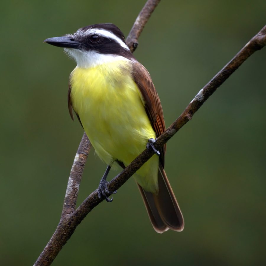 quinta-mazatlan-mcallen-birding-center
